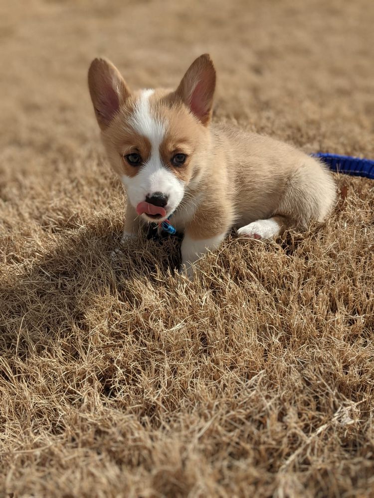 DOG MOM’S Request a Quote 12 Photos Pet Sitting Tampa, FL