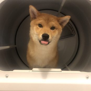 Puppy For Me - Cute puppy - Pet Breeders Near Me