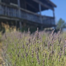 Pollywog Station Lavender Farm