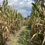 Photo of Belmont  Pumpkin Farm
