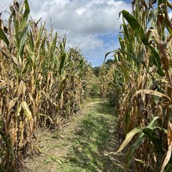 Belmont  Pumpkin Farm - Inside the crib maze