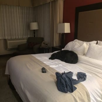 Holiday Inn Express Eugene - Springfield - Puppy approved - Hotels Near Me - Springfield, Oregon Holiday Inn Express Eugene - Springfield - Puppy approved - Hotels Near Me - Springfield, Oregon