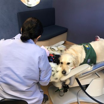 Gila C Dorostkar, DDS - Aspen, our certified therapy dog, is hard at work making sure every one of our patients has a positive experience. #DrGilaDDS #AspenDDS - Pediatric Dentists Near Me - Greenbrae, California Gila C Dorostkar, DDS - Aspen, our certified therapy dog, is hard at work making sure every one of our patients has a positive experience. #DrGilaDDS #AspenDDS - Pediatric Dentists Near Me - Greenbrae, California