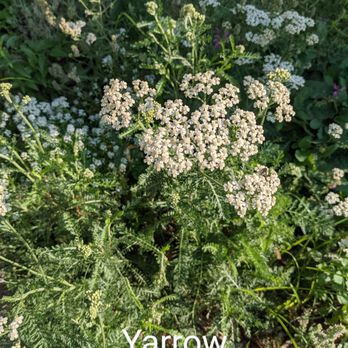 Rodale Institute Experimental Farm - Yarrow - Farms Near Me - Kutztown, Pennsylvania Rodale Institute Experimental Farm - Yarrow - Farms Near Me - Kutztown, Pennsylvania