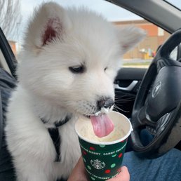 His first puppuccino! His first puppuccino!