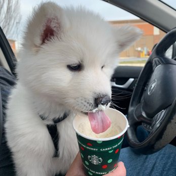 Starbucks - His first puppuccino! - Coffee & Tea Near Me - California, Maryland Starbucks - His first puppuccino! - Coffee & Tea Near Me - California, Maryland