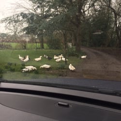 Maynooth Organics - Anyone want some eggs for morning breakfast