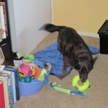 Furry Treasures - Houston - Pet Sitting Near Me