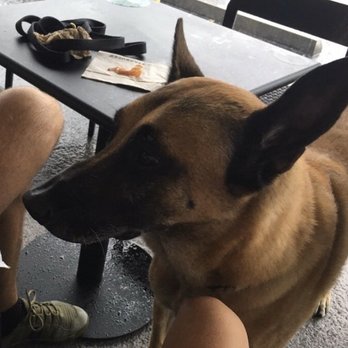 Starbucks - Doggie every where - Coffee & Tea Near Me - Miami, Florida Starbucks - Doggie every where - Coffee & Tea Near Me - Miami, Florida