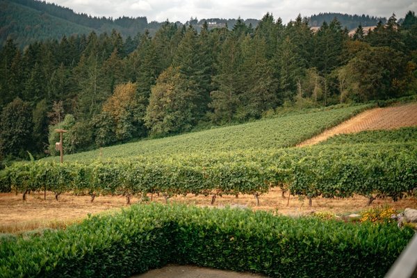 Winderlea Vineyard & Winery by null