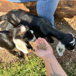 Schairers Autumn Acres - Feeding the baby goats in the petting zoo area