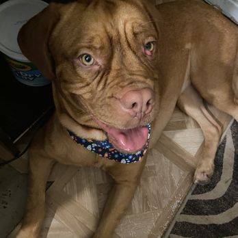 Spots Off Paws - Pet Groomers Near Me