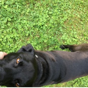 Hound About Town - Pet Sitting Near Me