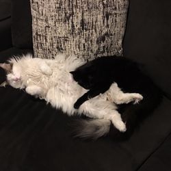 Precious Pets Hotel - Before kitty boy's haircut....