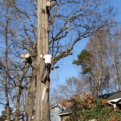 A&R Hometown Tree Service - Meet Eric Folds one of our climbers. He is removing a tree for one of our customers