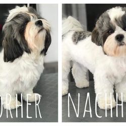 Hundesalon Kleine Helden