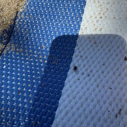 Newfound Lake - 1 of the 5 ticks that crawled on our beach blanket :(