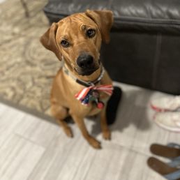 Sadie after having her pup cup from DQ
