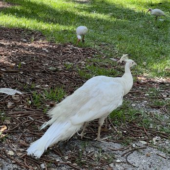 Flamingo Gardens - White peacock - Botanical Gardens Near Me - Davie, Florida