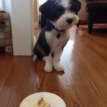 The Dog Bakery - Panda and her PB&Yummy that she loved!!! - Pet Stores Near Me - Pasadena, California The Dog Bakery - Panda and her PB&Yummy that she loved!!! - Pet Stores Near Me - Pasadena, California