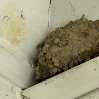 Evergreen Pest Solutions - Mud dobber front porch - Pest Control Near Me - Richmond, Virginia