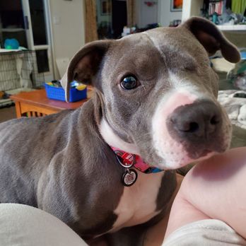 NorCal Bully Breed Rescue - Community Service/Non-Profit Near Me NorCal Bully Breed Rescue - Community Service/Non-Profit Near Me