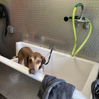 Canine Connection - Pet Sitting Near Me - New Orleans, Louisiana Canine Connection - Pet Sitting Near Me - New Orleans, Louisiana