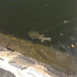 From a few feet away, Porcupine puffer fish. From a few feet away, Porcupine puffer fish.