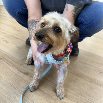 Aroma Pets Grooming - Pet Groomers Near Me - San Dimas, California