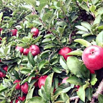 Dawson's Orchards, Inc. - apples growing on a tree - Fruits & Veggies Near Me - Enon Valley, Pennsylvania Dawson's Orchards, Inc. - apples growing on a tree - Fruits & Veggies Near Me - Enon Valley, Pennsylvania