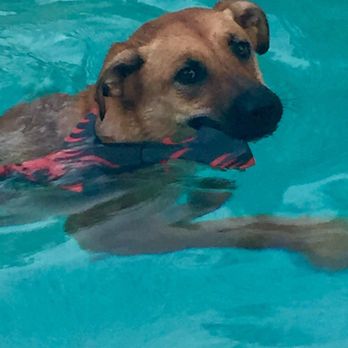 Dogland - Hope loves to swim - Pet Training Near Me - Albuquerque, New Mexico