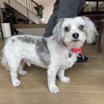 Paw House - Pet Groomers Near Me - Cypress, California