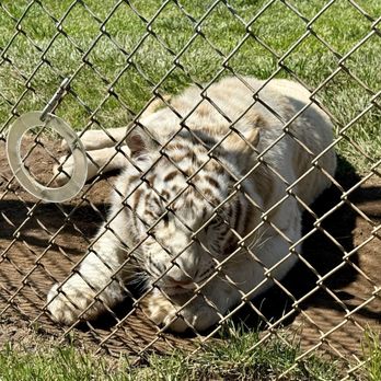 Lions Tigers & Bears - Community Service/Non-Profit Near Me - Alpine, California