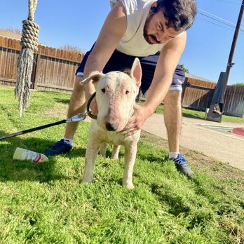 California Paws Rescue - Clark (foster dog) getting a bath - Animal Shelters Near Me - Palm Desert, California California Paws Rescue - Clark (foster dog) getting a bath - Animal Shelters Near Me - Palm Desert, California