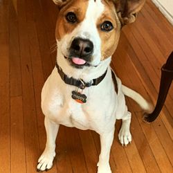The Dog Clicker