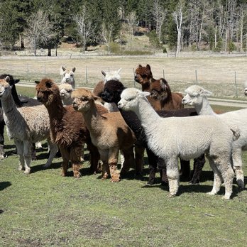 Olde LYFE Alpacas - Alpacas meeting our dog - Attraction Farms Near Me - Carson City, Nevada