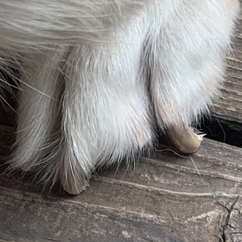 PetSmart - Snaggy nail - Pet Groomers Near Me - Tualatin, Oregon