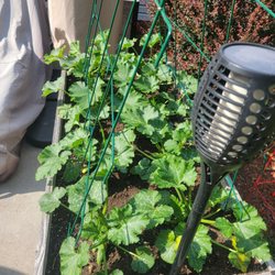 Condurso's Garden Center & Farm Market