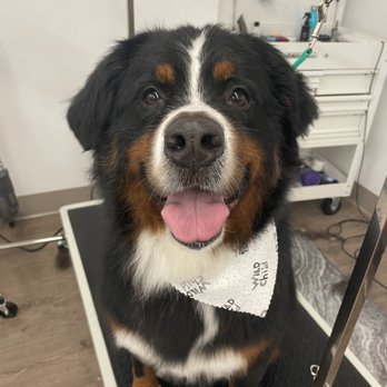Diva Dog Grooming - Pet Groomers Near Me - Duluth, Minnesota Diva Dog Grooming - Pet Groomers Near Me - Duluth, Minnesota
