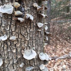 Rockwood Nature Center