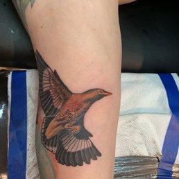 Mynah bird