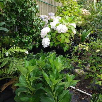 Gomez Nursery - Nurseries & Gardening Near Me - Daly City, California Gomez Nursery - Nurseries & Gardening Near Me - Daly City, California
