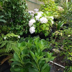 Gomez Nursery