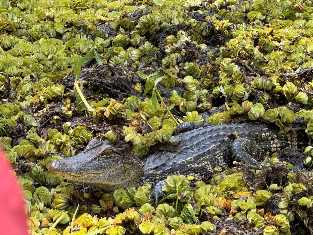 Dragon Lady Airboats