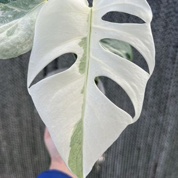 Bloomers Garden Center - Monstera albo - Nurseries & Gardening Near Me - Elgin, Texas