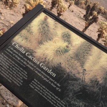 Cholla Cactus Garden - Parks Near Me - Twentynine Palms, California Cholla Cactus Garden - Parks Near Me - Twentynine Palms, California