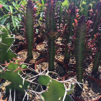 Rancho Vista Cacti & Succulent - Lots of great looking cacti - Nurseries & Gardening Near Me - Vista, California Rancho Vista Cacti & Succulent - Lots of great looking cacti - Nurseries & Gardening Near Me - Vista, California