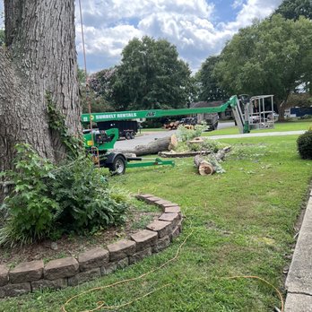 Absolute Tree Surgeons - One down, one to go. - Tree Services Near Me - Chesapeake, Virginia
