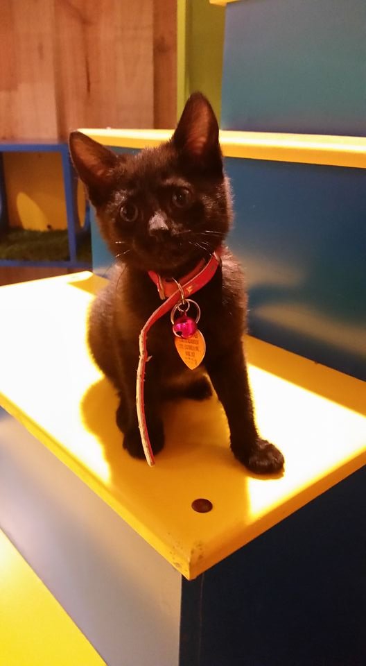 PET CENTRAL Updated October 2024 220 Moorhouse Avenue, Christchurch