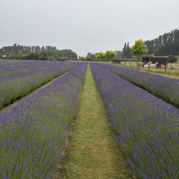 Wanaka Lavender Farm - Farms Near Me - Wanaka, OTA